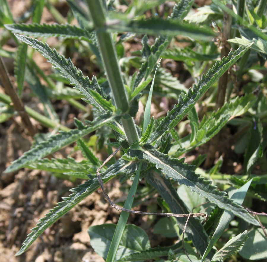 Verbena bonariensis / Verbena del Brasile